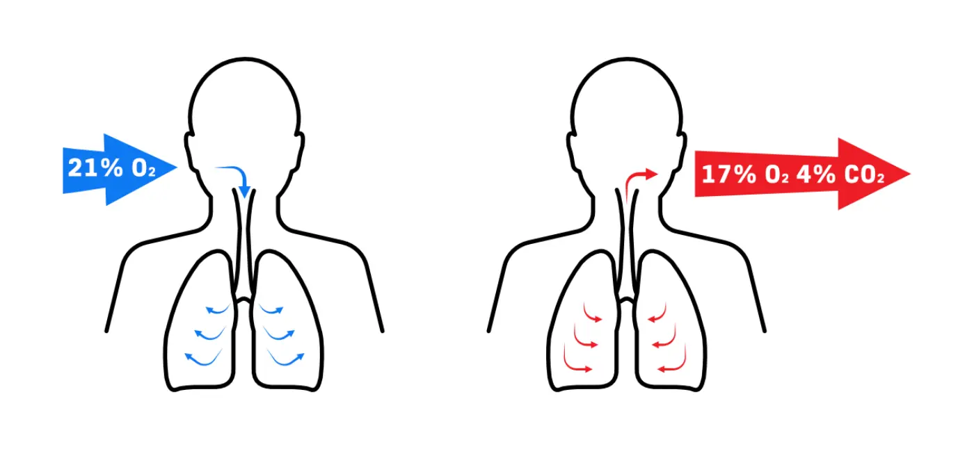 Inhalation and exhalation of a diver