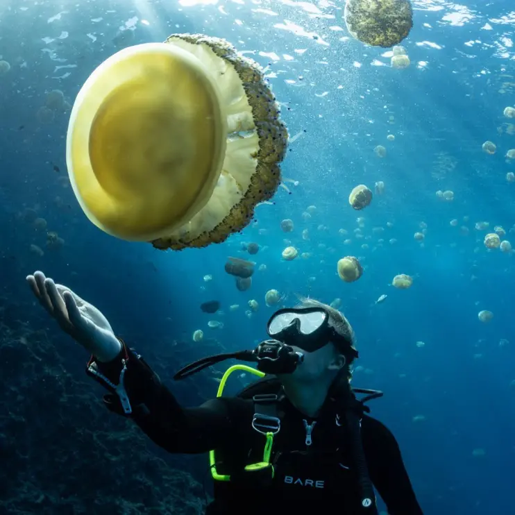 Cailin Lindsay / Divesoft Hero